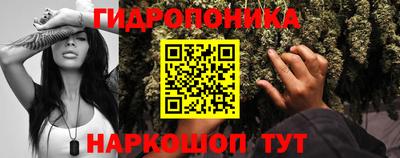 прущие крисы Гай