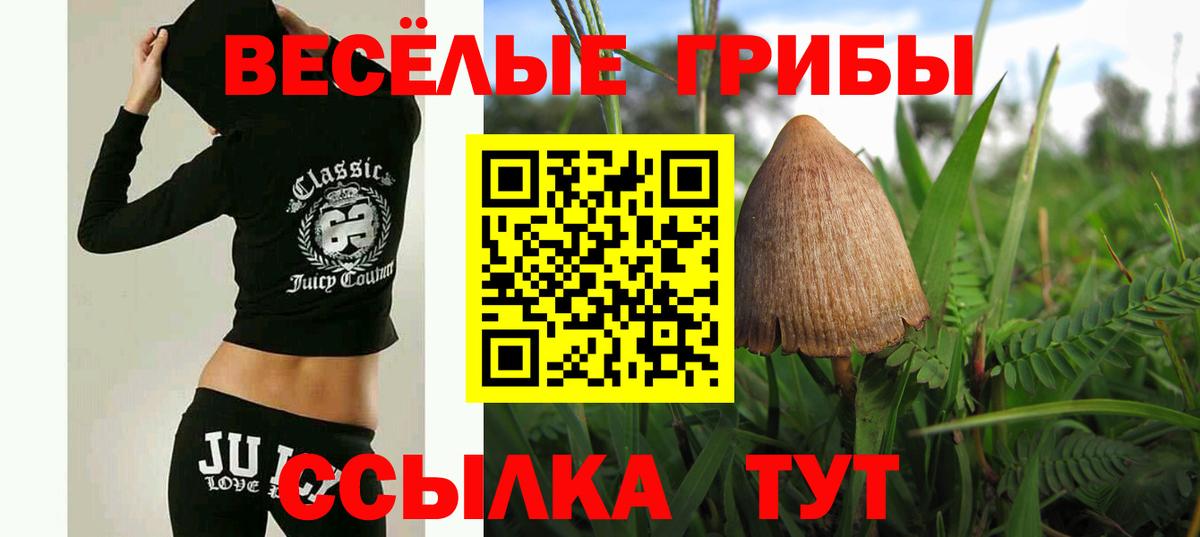 купить наркотик  Вход с VPN  Пушкино  Псилоцибиновые грибы Cubensis 